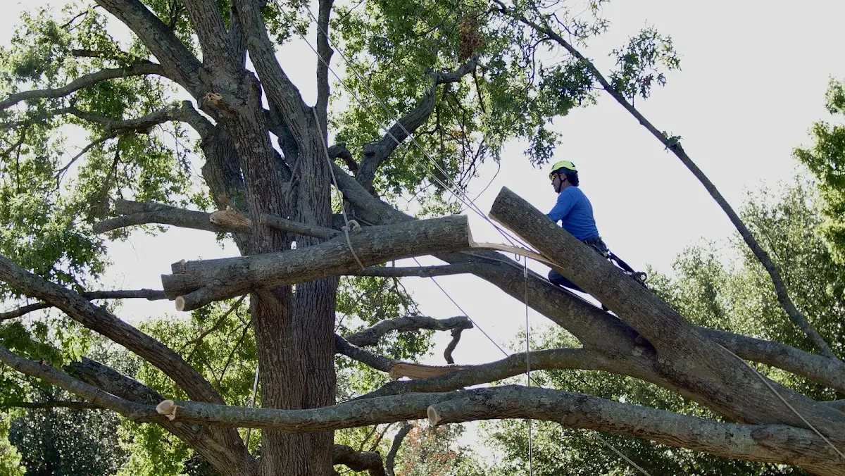 Professional Hazardous Tree Removal performed by certified arborists in Lowndesville
