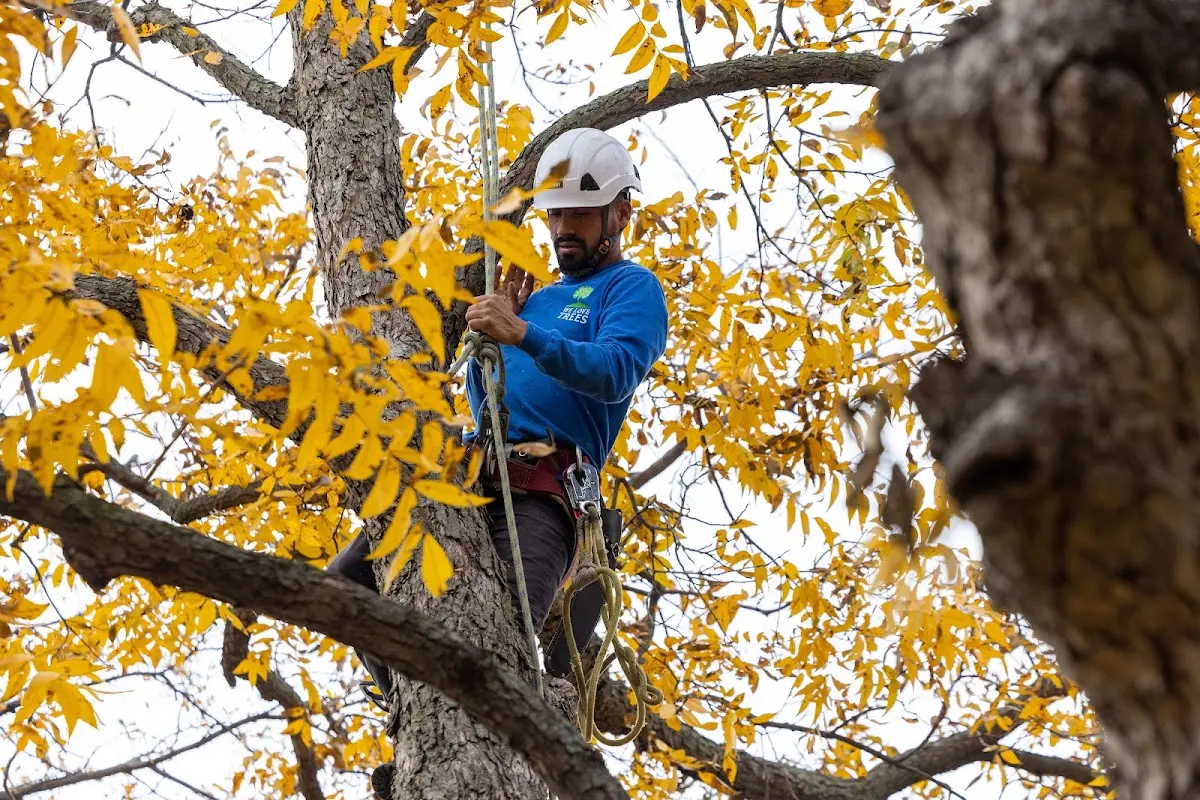 Skilled Tree Planing crew working in Lowndesville